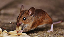 24 Hour & Emergency Exterminators in St Albans, VT